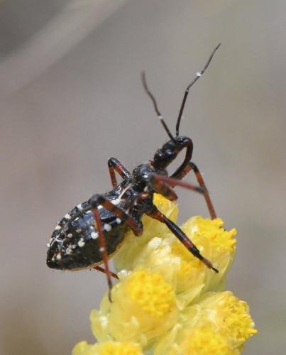 Réf. 233 555 : Rhynocoris sp.